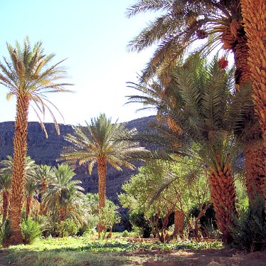Sud marocain